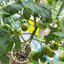 'Eden Micro Tiny No.4' Tomato Seeds, 3 Seeds