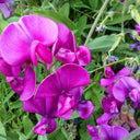 Tall Sweet Pea, Rose Red