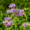 Hezhichun Bee Balm Seeds, 1g