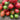 Colorful Roman Fruit Tomato, 100 Seeds