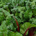 Jiemei Red-Leaf Beet, 10g
