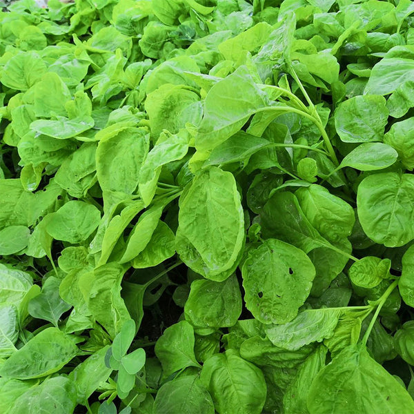 'Alishan' White Amaranth Seeds, 10g