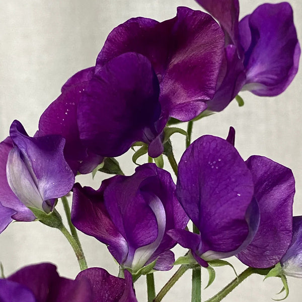 Royal Navy Blue Sweet Pea, 5 Seeds