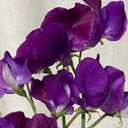 Royal Navy Blue Sweet Pea, 5 Seeds