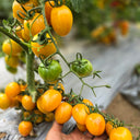 759 Tennessee Surprise Yellow Cream Oval Tomato, 5 Seeds