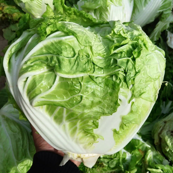 Delicious Compact-head Chinese Cabbage Seeds, 5 × 4g Bags