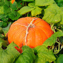 Giant Pumpkin Seeds, 5 Seeds
