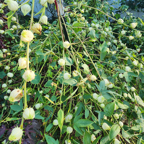 White Roselle Seeds (Hibiscus sabdariffa), Pack of 20