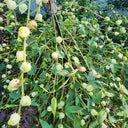 White Roselle Seeds (Hibiscus sabdariffa), Pack of 20