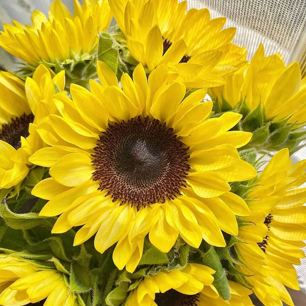 Lemon Yellow Sunflower, 150 Seeds