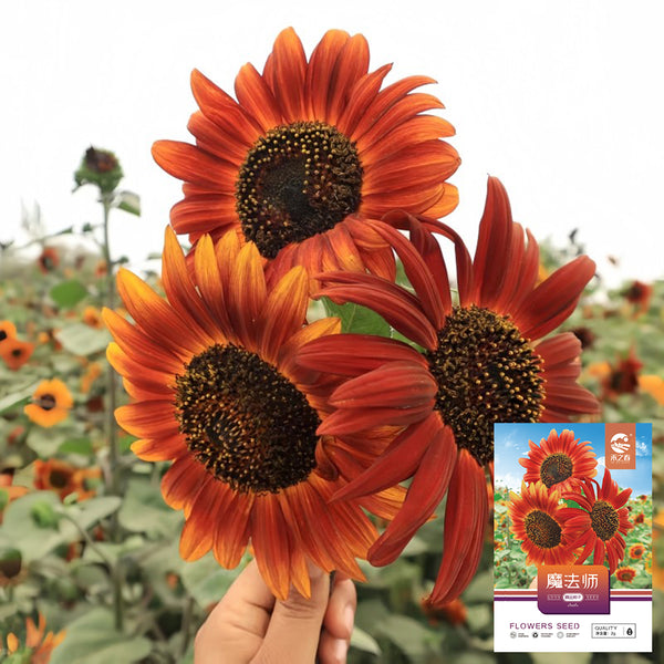 'Magician' Ornamental Sunflower Seeds, 2g