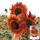 'Magician' Ornamental Sunflower Seeds, 2g