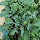 DaBao Chinese Kale Seeds, 10g