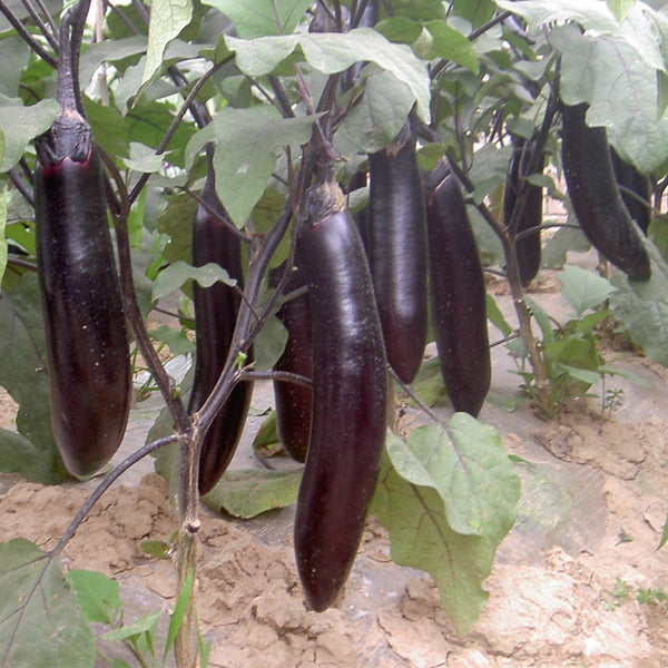 'Changza 216' Eggplant Seeds, 10g