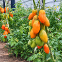 317 Chukhloma Tomato, 5 Seeds