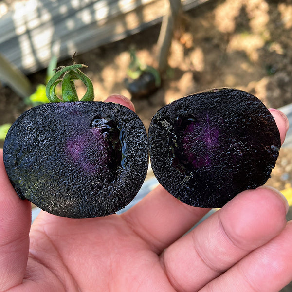 W1357 Blueberry Fruit Tomato, 100 Seeds