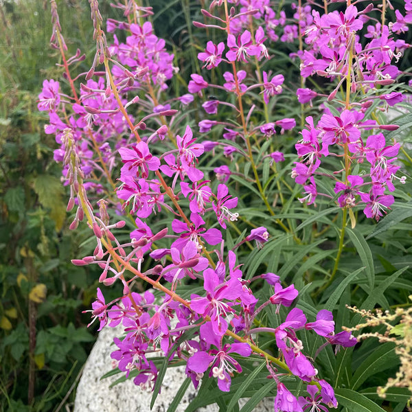 fireweed Seeds, 50 Seeds