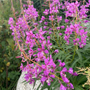 fireweed Seeds, 50 Seeds