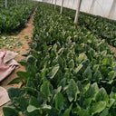 MoBao 618 Large-Leaf Spinach Seeds, 20g