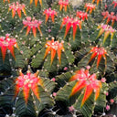 Gymnocalycium stenopleurum 'Artificial Variegated', 6-7cm
