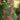 Pink Cypress Vine, 5 Seeds