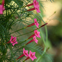 Pink Cypress Vine, 5 Seeds