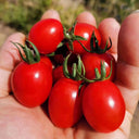 Red Saint Cherry Tomato, 100 Seeds