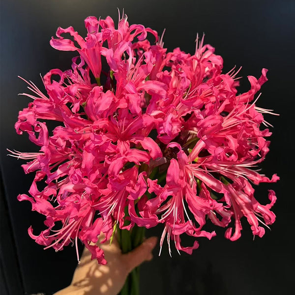 Pink Lycoris sprengeri, 1 Bulb