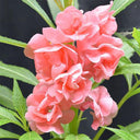 Pink Garden Balsam Double Flower Seeds, 100 Seeds