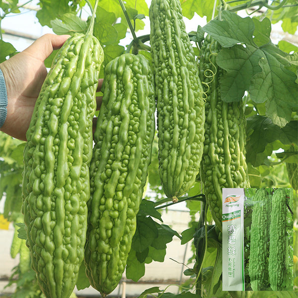 'Saibilu' Bitter Melon Seeds, 50g