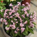Pink Alpine Forget-Me-Not Seeds, 600 Seeds
