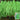 Jiemei No.6 Long Bean Seeds, 20g