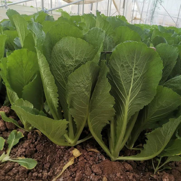 Dwarf Sweet Spring Choi Seeds, 20g