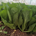 Dwarf Sweet Spring Choi Seeds, 20g