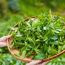 Tea Plant (Camellia sinensis) Seeds, 50 Seeds