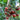 991 Rosella Tomato, 5 Seeds