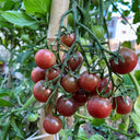 991 Rosella Tomato, 5 Seeds