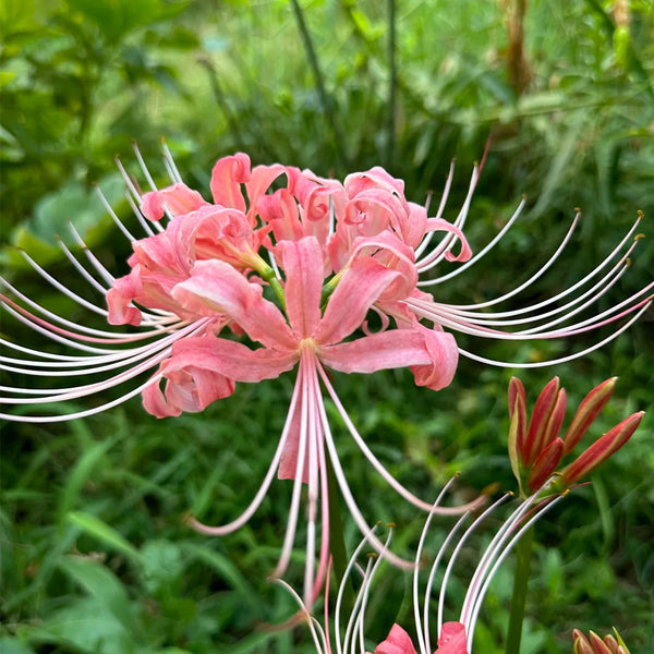 Hubei Pink Lycoris, 1 Bulb