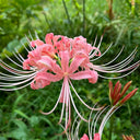Hubei Pink Lycoris, 1 Bulb