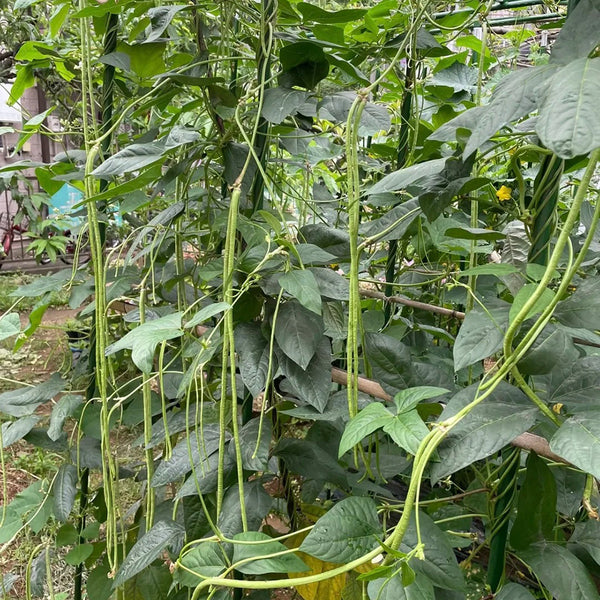 Heimei No. 1 Cowpea, 2 x (10 grams ≈ 70~80 seeds)