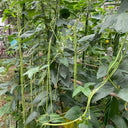 Heimei No. 1 Cowpea, 2 x (10 grams ≈ 70~80 seeds)
