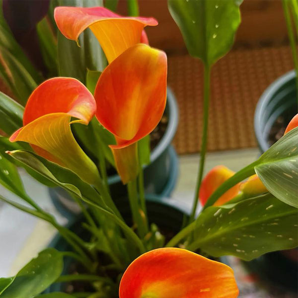 'Rialto' Calla Lily, 18/20cm Circumference, 1 Bulb