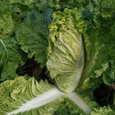 'Dongjia Chunguan' Chinese Cabbage Seeds, 8g