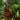 761 KAS Valenna Tomato, 5 Seeds