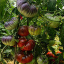 761 KAS Valenna Tomato, 5 Seeds