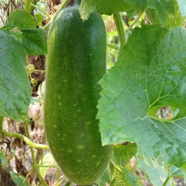 Baoxing F1 Hybrid Hairy Gourd, 50 Seeds