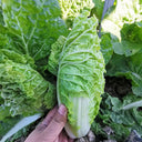 'Jiaoyan Guifei' Baby Cabbage Seeds, 10g