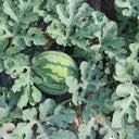 'Xia Shi No.1' Hybrid Watermelon Seeds, 400 Seeds