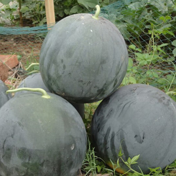 'Obsidian Sweet' Seedless Watermelon Seeds, 20 Seeds