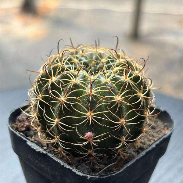Lobivia Cactus, 3-4cm